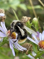 Bombus lapidarius