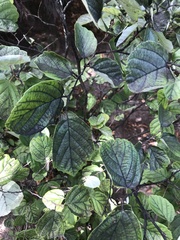 Fothergilla gardenii