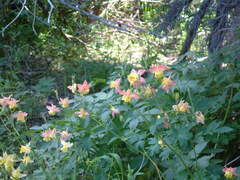 Aquilegia