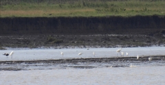 Ardea alba alba