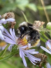 Bombus lapidarius