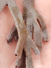 Jellyella tuberculata