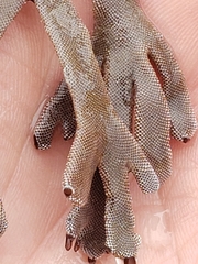 Jellyella tuberculata