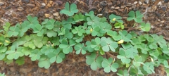 Oxalis corniculata