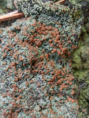 Icmadophila ericetorum