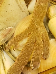 Jellyella tuberculata