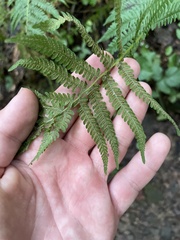 Amauropelta noveboracensis