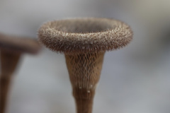 Lentinus berteroi