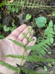 Amauropelta noveboracensis