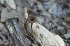 Lentinus berteroi