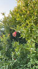 Punica granatum