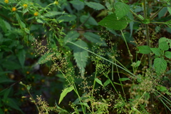 Panicum brevifolium
