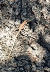 Phoenicolacerta laevis