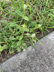 Gomphrena serrata
