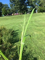 Panicum dichotomiflorum