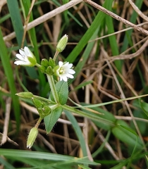 Cerastium fontanum