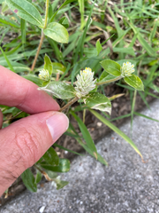 Gomphrena serrata