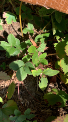 Fragaria virginiana