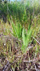 Babiana angustifolia