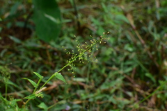 Panicum brevifolium