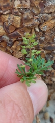 Lepidium bipinnatifidum