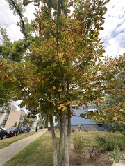 Aesculus hippocastanum