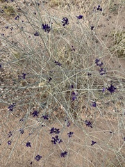 Psorothamnus scoparius