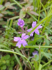 Verbena pulchella
