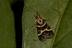 Scoparia spelaea