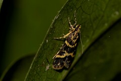 Scoparia spelaea