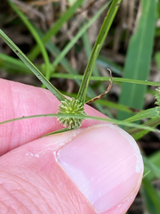 Cyperus brevifolius
