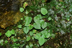Pinellia cordata