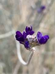 Psorothamnus scoparius