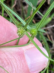 Cyperus brevifolius
