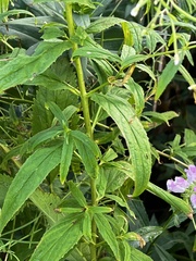 Epilobium coloratum