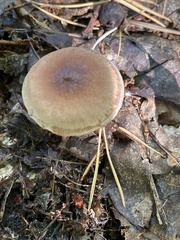 Collybiopsis peronata