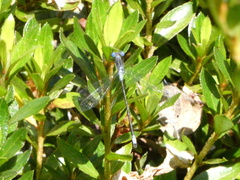 Lestes congener
