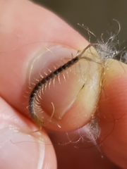 Scolopendra polymorpha