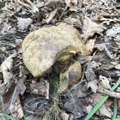 Caloboletus radicans
