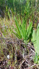 Babiana angustifolia