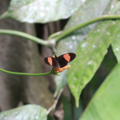 Heliconius melpomene flagrans