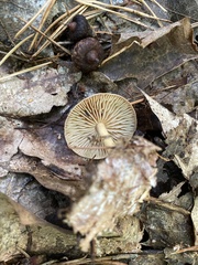 Collybiopsis peronata