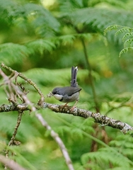 Apalis thoracica