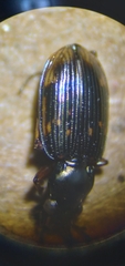 Bembidion