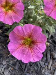 Calibrachoa
