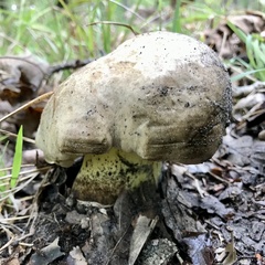 Caloboletus radicans