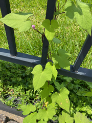 Ipomoea cordatotriloba
