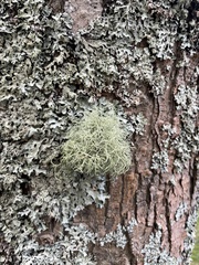 Usnea subfloridana