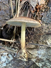 Collybiopsis peronata