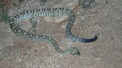Crotalus molossus molossus